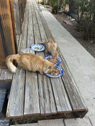 Found/Stray Unknown Cat last seen Big bear city Ca, Big Bear, CA 92314