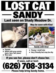 Lost Female Cat last seen Wedgeworth Dr., Hacienda Heights, CA 91745