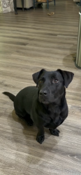 Reunited Male Dog last seen Jones road, highway 144, Daviess County, KY 42303