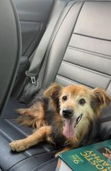 Found/Stray Male Dog last seen found on the 118 near Balboa Exit, Los Angeles, CA 91344