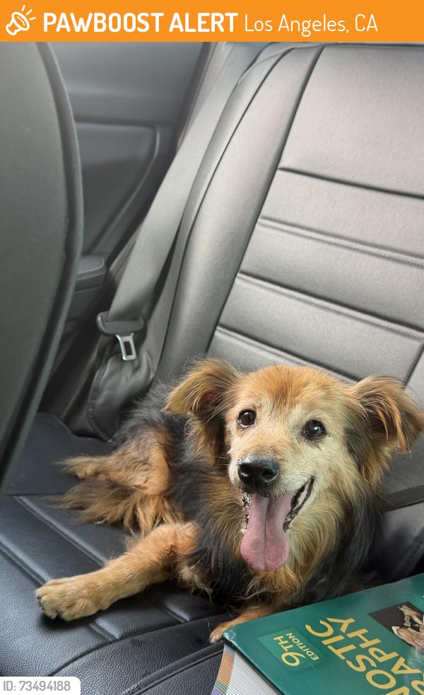 Found/Stray Male Dog last seen found on the 118 near Balboa Exit, Los Angeles, CA 91344