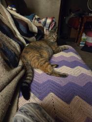 Lost Female Cat last seen The oaks of magnolia RV park, Magnolia, TX 77355