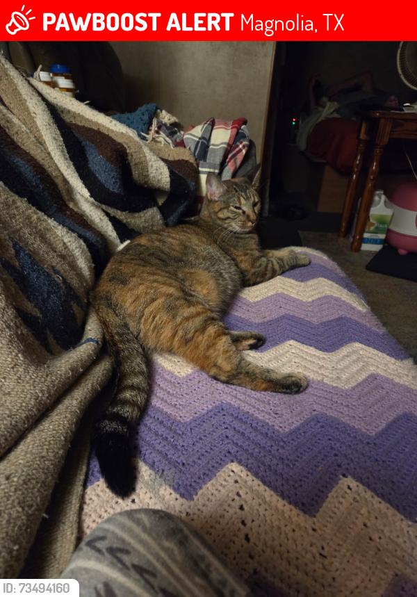 Lost Female Cat last seen The oaks of magnolia RV park, Magnolia, TX 77355