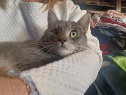 Found/Stray Male Cat last seen Micro Nurseries Inc., Gervais, OR 97026
