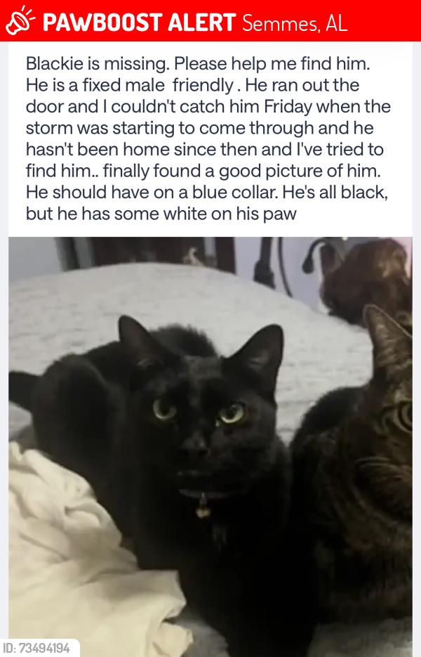Lost Male Cat last seen Big two-story White hse, Semmes, AL 36575