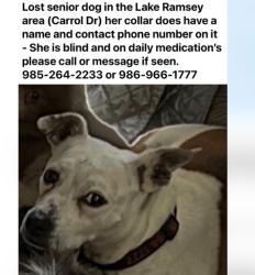 Reunited Female Dog last seen Carrol Drive and Lake Ramsey Road, St. Tammany Parish, LA 70435