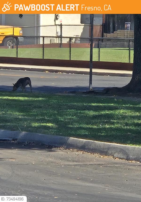 Found/Stray Unknown Dog last seen Winery & Gettysburg, Fresno, CA 93726