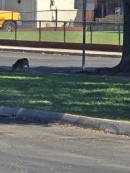 Found/Stray Unknown Dog last seen Winery & Gettysburg, Fresno, CA 93726