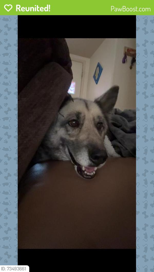 Reunited Female Dog last seen Near E Tropicana Ave, Las Vegas, NV 89121, USA, Las Vegas, NV 89121