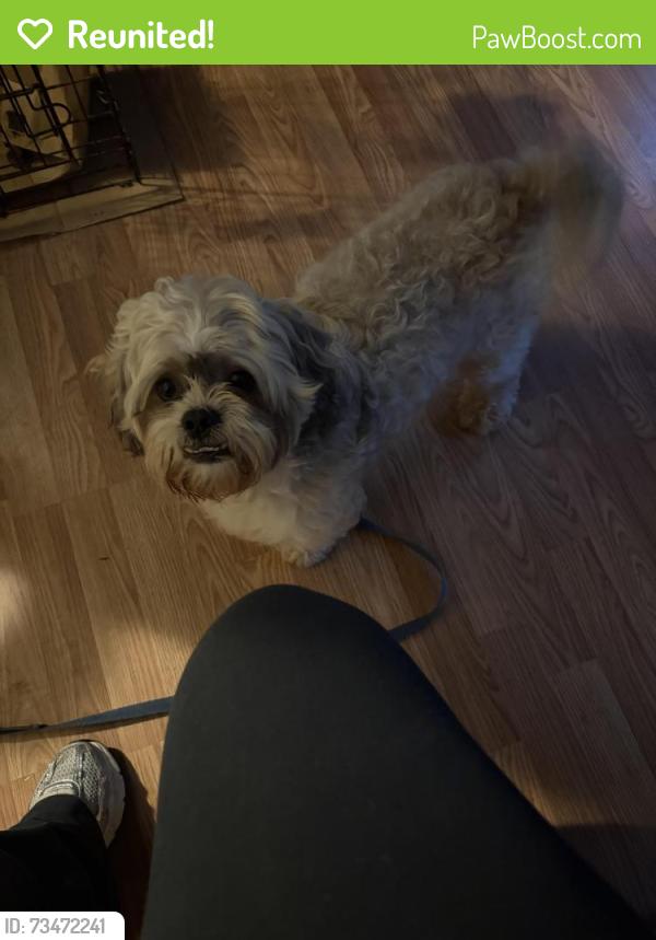 Reunited Male Dog last seen Swansboro Lane, Huntersville, Huntersville, NC 28078