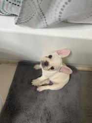Lost Male Dog last seen 24th st e bradenton fl, Bradenton, FL 34203