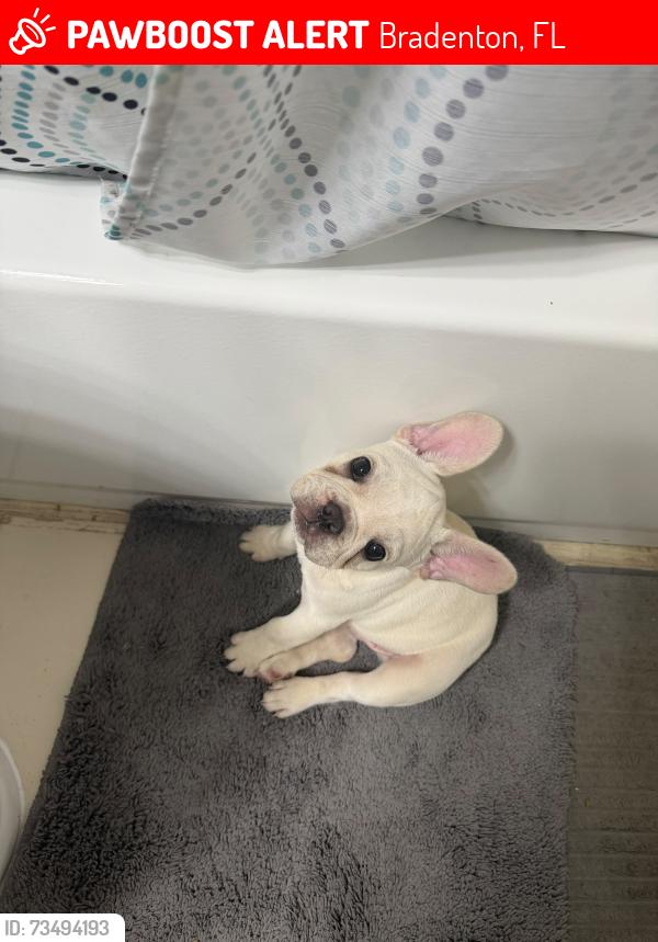 Lost Male Dog last seen 24th st e bradenton fl, Bradenton, FL 34203