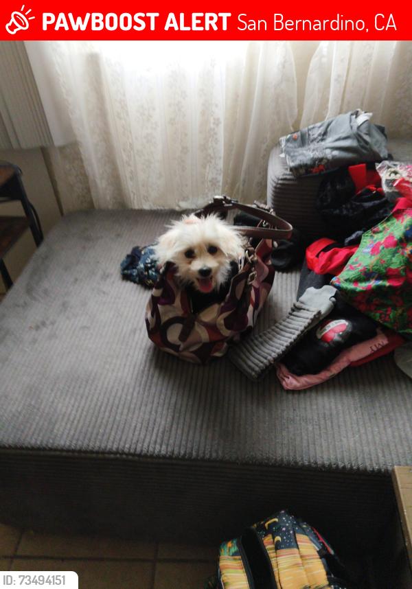 Lost Female Dog last seen 8th between My View and Arrowhead, San Bernardino, CA 92401