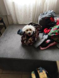 Lost Female Dog last seen 8th between My View and Arrowhead, San Bernardino, CA 92401