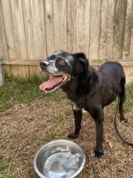 Reunited Male Dog last seen Barrywood Dr and Pagewood, Dallas, TX 75230