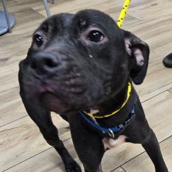 Shelter Stray Female Dog last seen , 124 Evergreen Ave, Newark, NJ 07114, USA