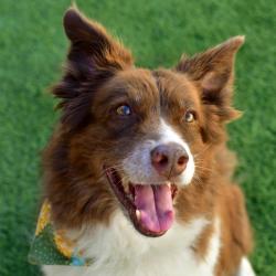 Shelter Stray Female Dog last seen , 3173 K-68 Hwy, Ottawa, KS 66067, USA