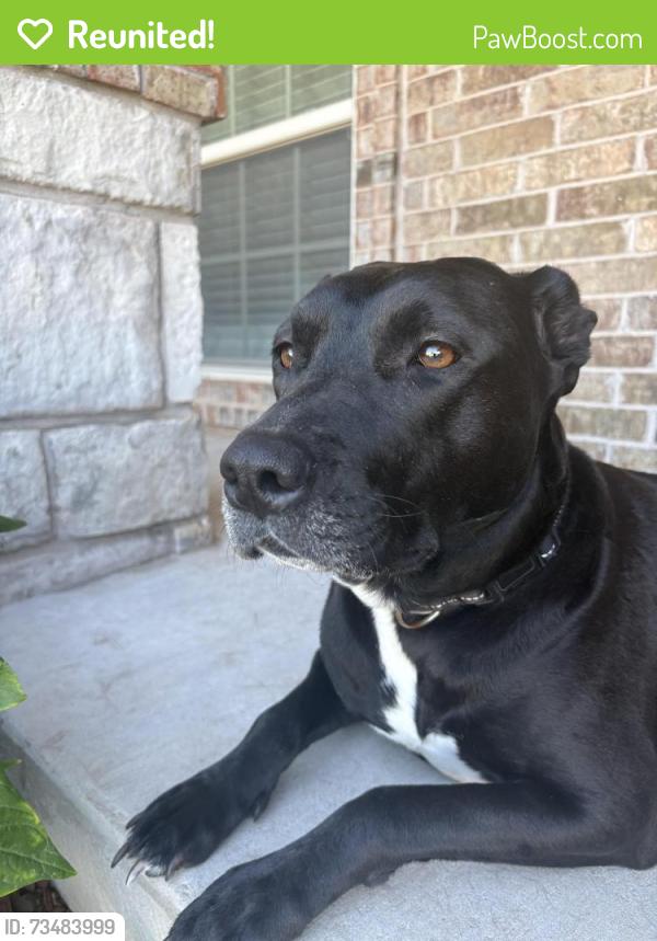 Reunited Female Dog last seen Apple Landing neighborhood, Moore, OK 73160