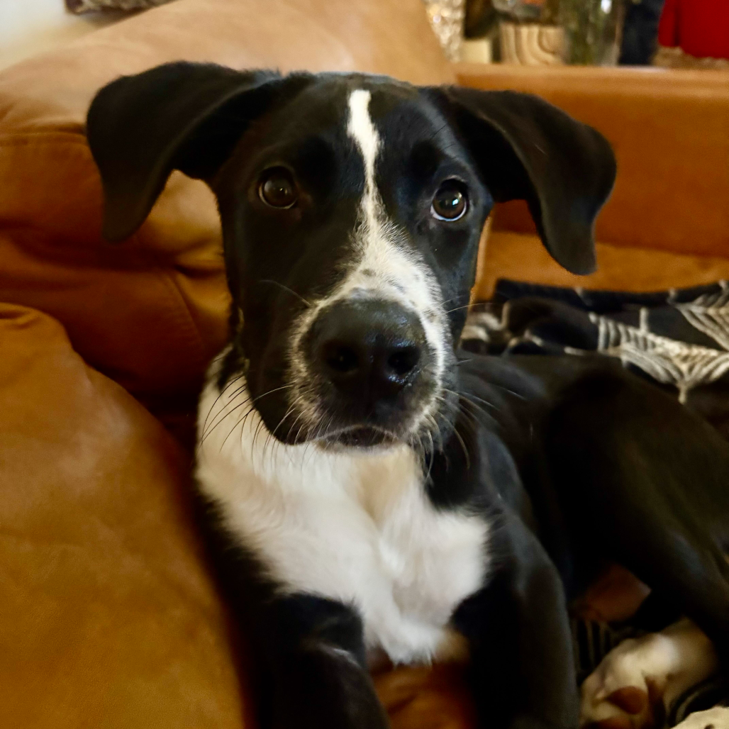 Shelter Stray Male Dog last seen , 3612 11th Ave, Los Angeles, CA 90018, USA