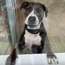 Shelter Stray Female Dog last seen , Animal Care & Control Team of Philly, 111 W Hunting Park Ave, Philadelphia, PA 19140, USA