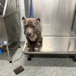 Shelter Stray Male Dog last seen , 244 Georgetown Rd, Jacksonville, NC 28540, USA