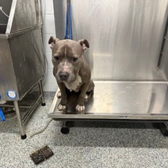Shelter Stray Male Dog last seen , 244 Georgetown Rd, Jacksonville, NC 28540, USA