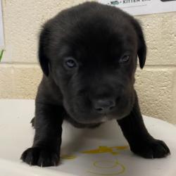 Shelter Stray Female Dog last seen , 2350 Appling City Cove, Memphis, TN 38133, USA