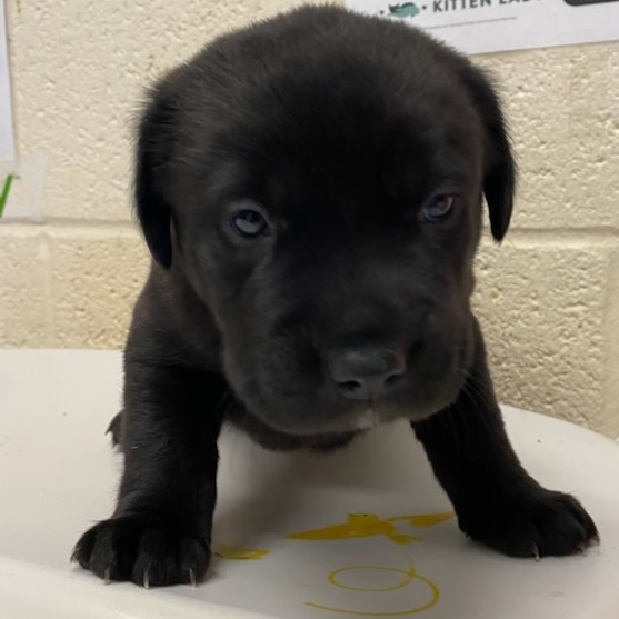 Shelter Stray Female Dog last seen , 2350 Appling City Cove, Memphis, TN 38133, USA