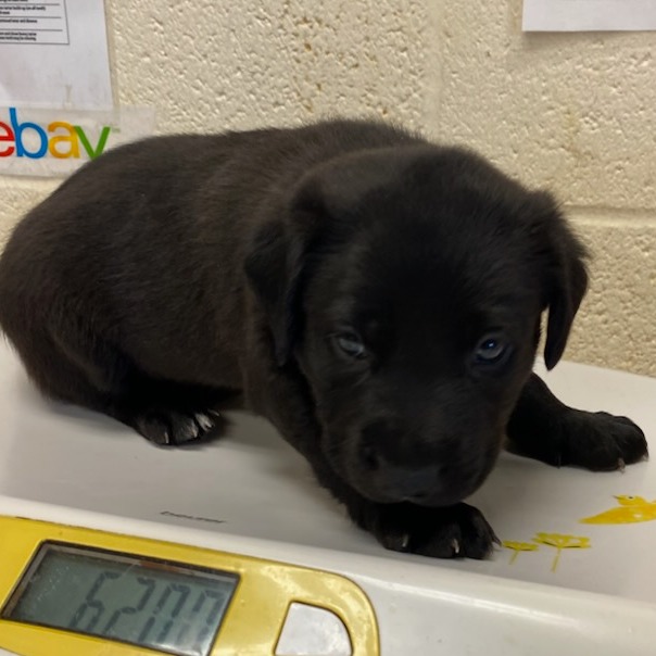 Shelter Stray Male Dog last seen , 2350 Appling City Cove, Memphis, TN 38133, USA