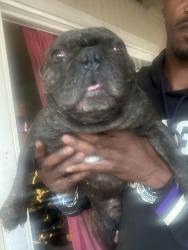 Reunited Male Dog last seen Del paso rd and Sorento rd, Sacramento, CA 95835