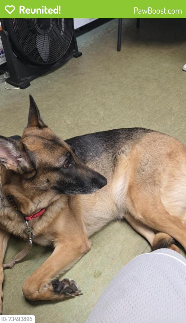 Reunited Female Dog last seen Davie rd ext, Davie, FL 33314