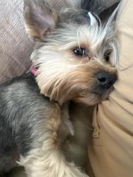 Reunited Female Dog last seen Cardenas SE, Albuquerque, NM 87108