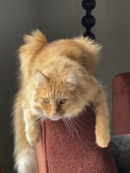 Lost Male Cat last seen Tidewater Dr S, Indianapolis, IN 46236