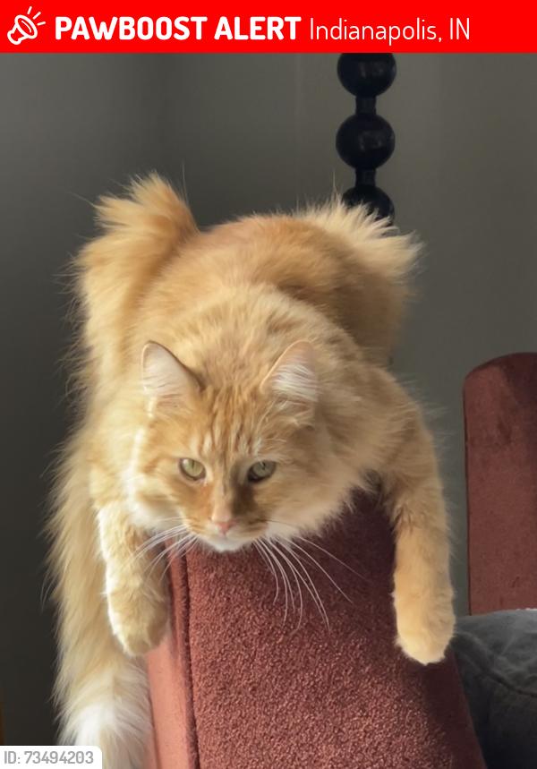 Lost Male Cat last seen Tidewater Dr S, Indianapolis, IN 46236