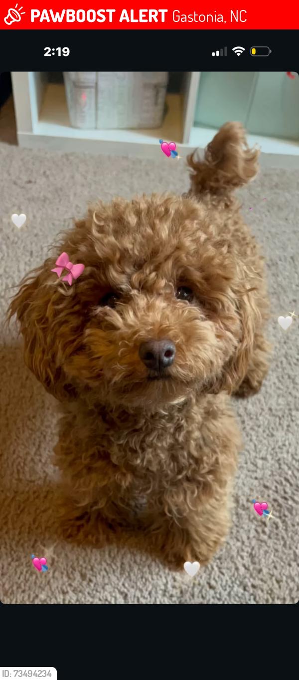 Lost Female Dog last seen Near forest drive de, Gastonia, NC 28054