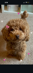 Lost Female Dog last seen Near forest drive de, Gastonia, NC 28054