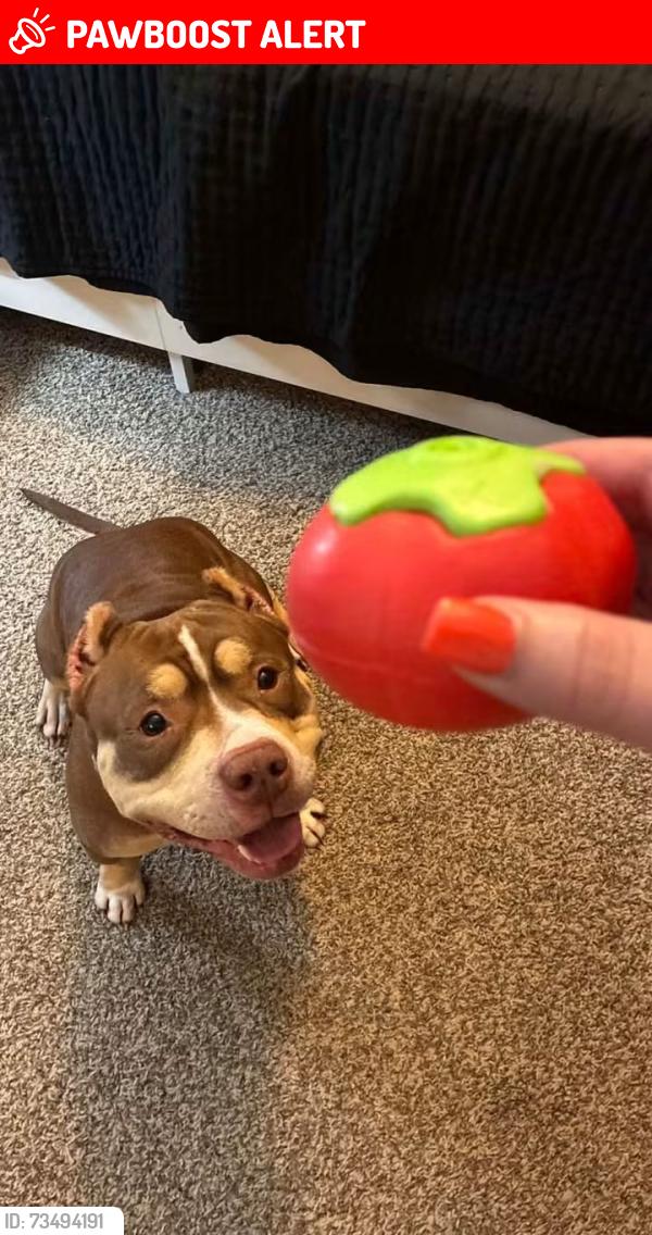 Lost Female Dog last seen South Callaway high school, St. Aubert Township, MO 65059