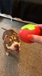 Lost Female Dog last seen South Callaway high school, St. Aubert Township, MO 65059
