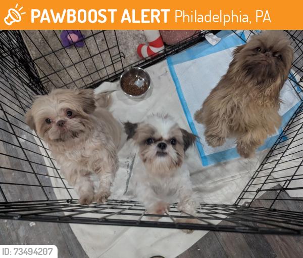 Found/Stray Female Dog last seen Whitaker and Cottman, Philadelphia, PA 19111