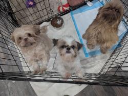 Found/Stray Female Dog last seen Whitaker and Cottman, Philadelphia, PA 19111