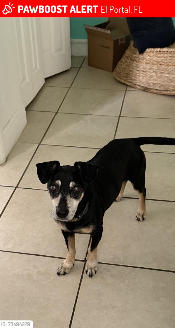 Lost Male Dog last seen Miami Ave and NE 90 Street, El Portal, FL 33150