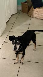 Lost Male Dog last seen Miami Ave and NE 90 Street, El Portal, FL 33150