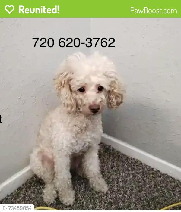Reunited Female Dog last seen Meadowbrook and Ash Grove, Fort Worth, TX 76112