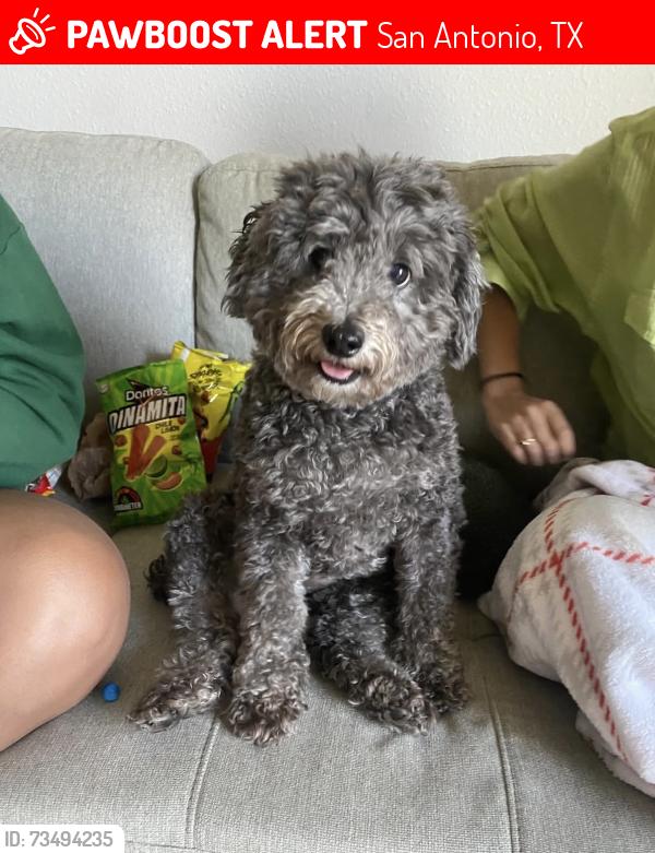 Lost Male Dog last seen Fairvalley street and sun valley dr, San Antonio, TX 78227