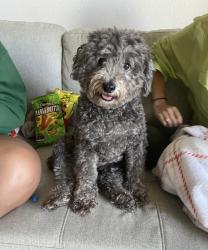 Lost Male Dog last seen Fairvalley street and sun valley dr, San Antonio, TX 78227