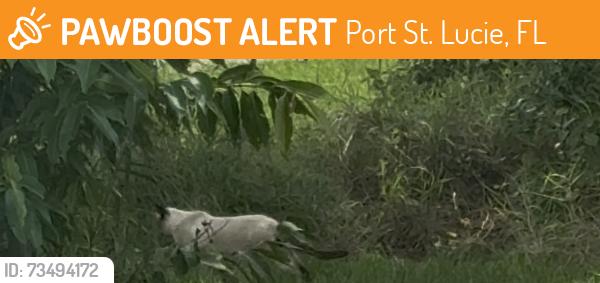 Found/Stray Unknown Cat last seen SW Calmar Ave., Port St. Lucie, FL 34953