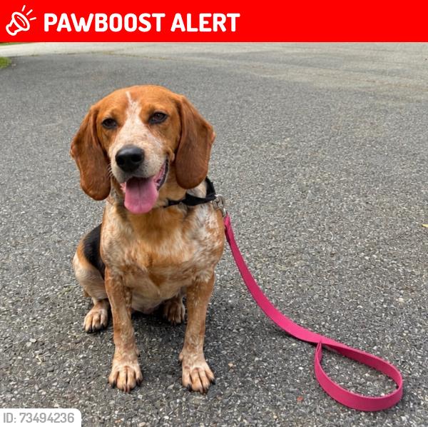 Lost Female Dog last seen Kearney and Eisenhower park, North Brunswick Township, NJ 08902