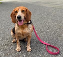 Lost Female Dog last seen Kearney and Eisenhower park, North Brunswick Township, NJ 08902