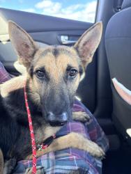 Found/Stray Male Dog last seen Lower bucket rd and cotton lane, Goodyear, AZ 85338