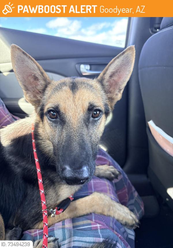 Found/Stray Male Dog last seen Lower bucket rd and cotton lane, Goodyear, AZ 85338